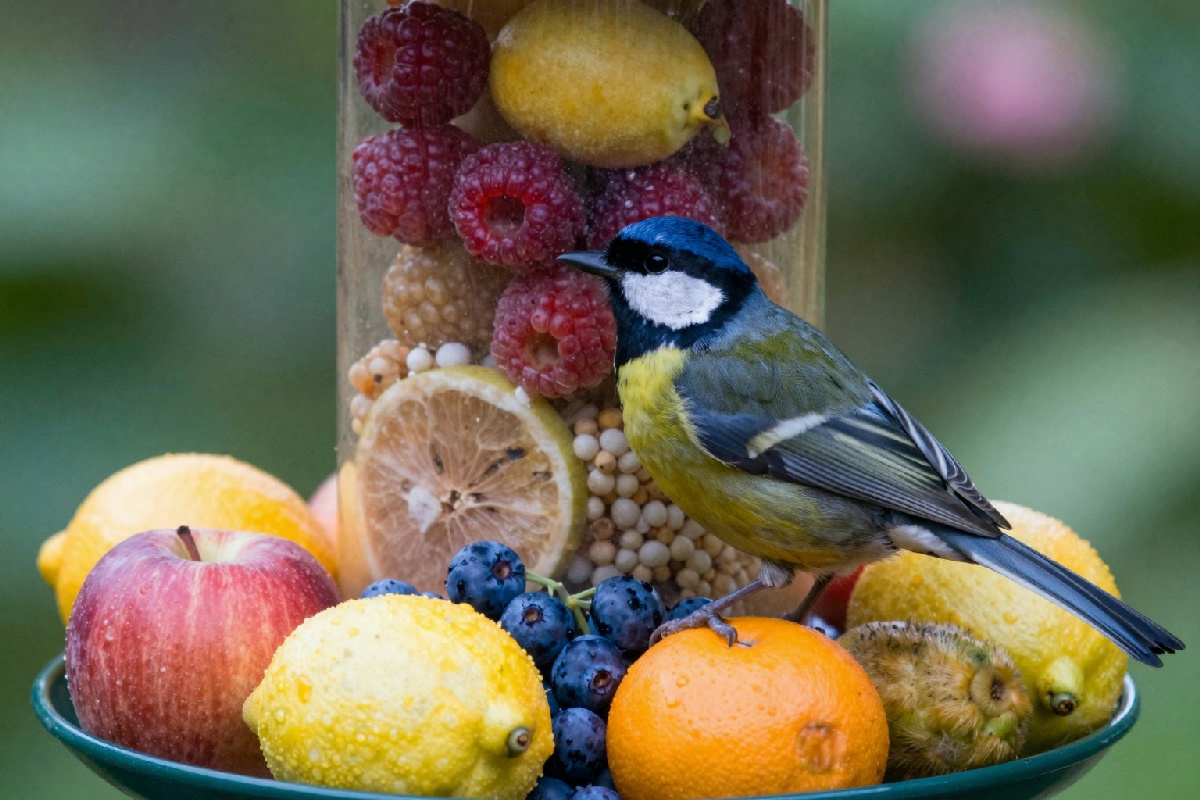 Attira gli uccelli nel tuo giardino: il cibo segreto che non avresti mai immaginato di usare