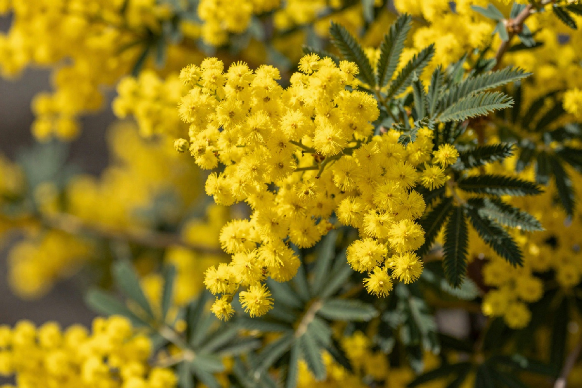 Mimosa: perché il posto sbagliato può rovinare la tua pianta e il tuo giardino in un attimo